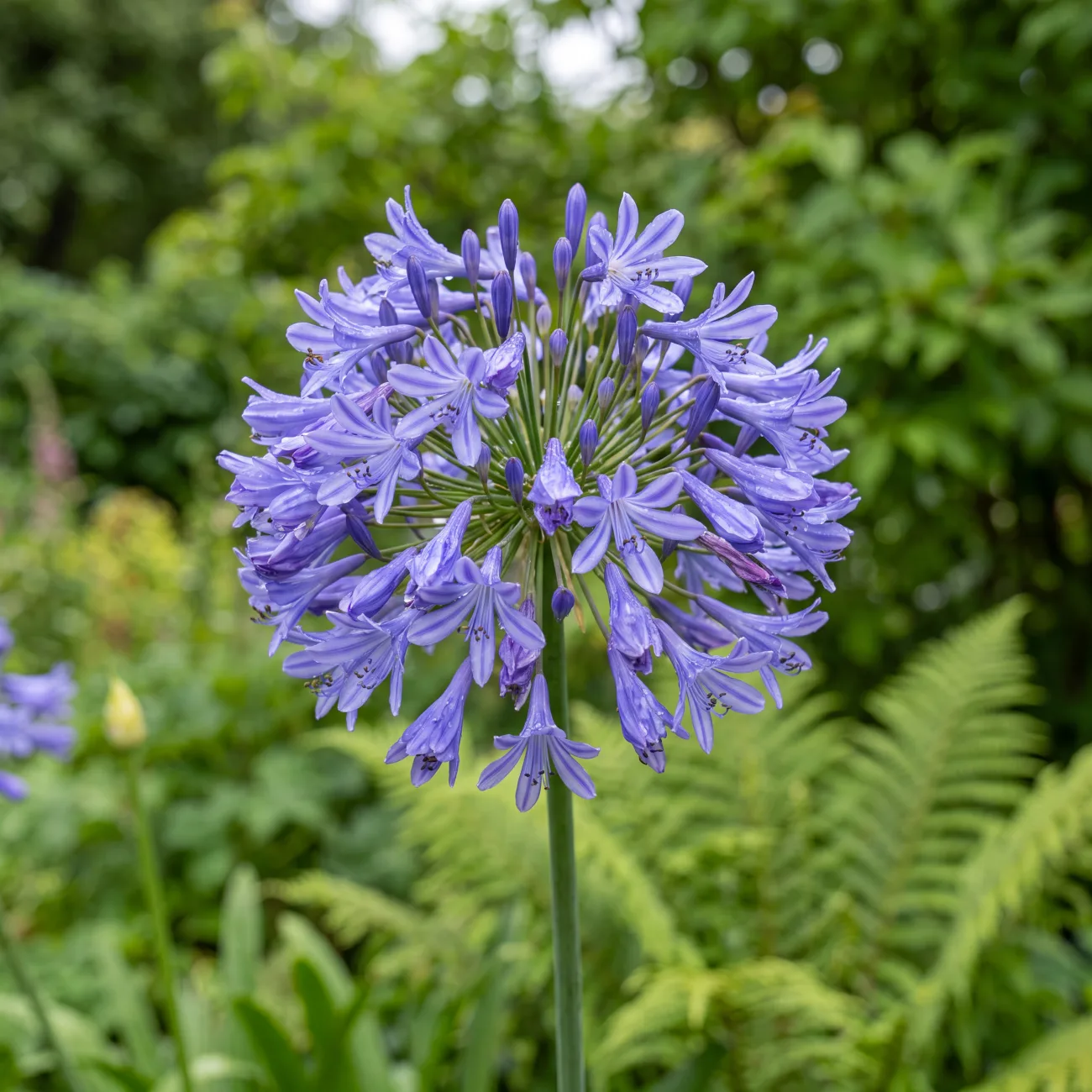 L'agapanthe