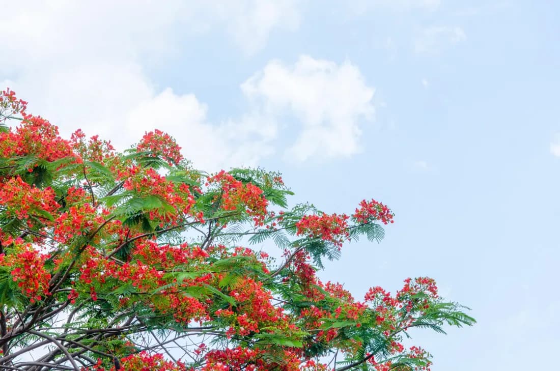L'Albizia julibrissin