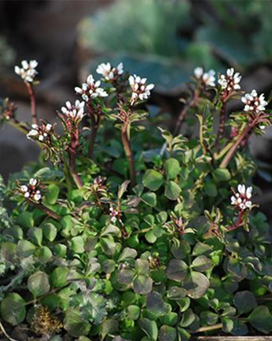 La cardamine hirsute