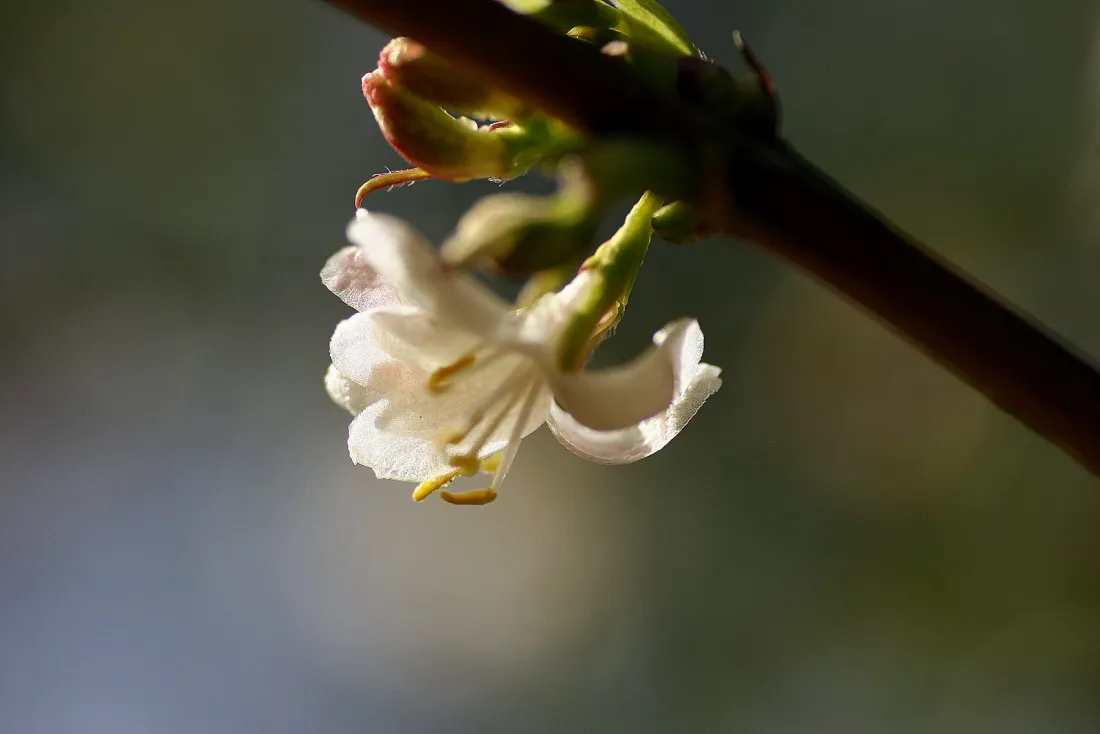 Le chèvrefeuille d'hiver