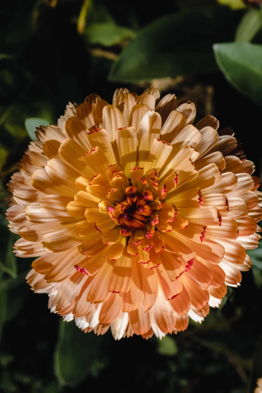 Le chrysanthème