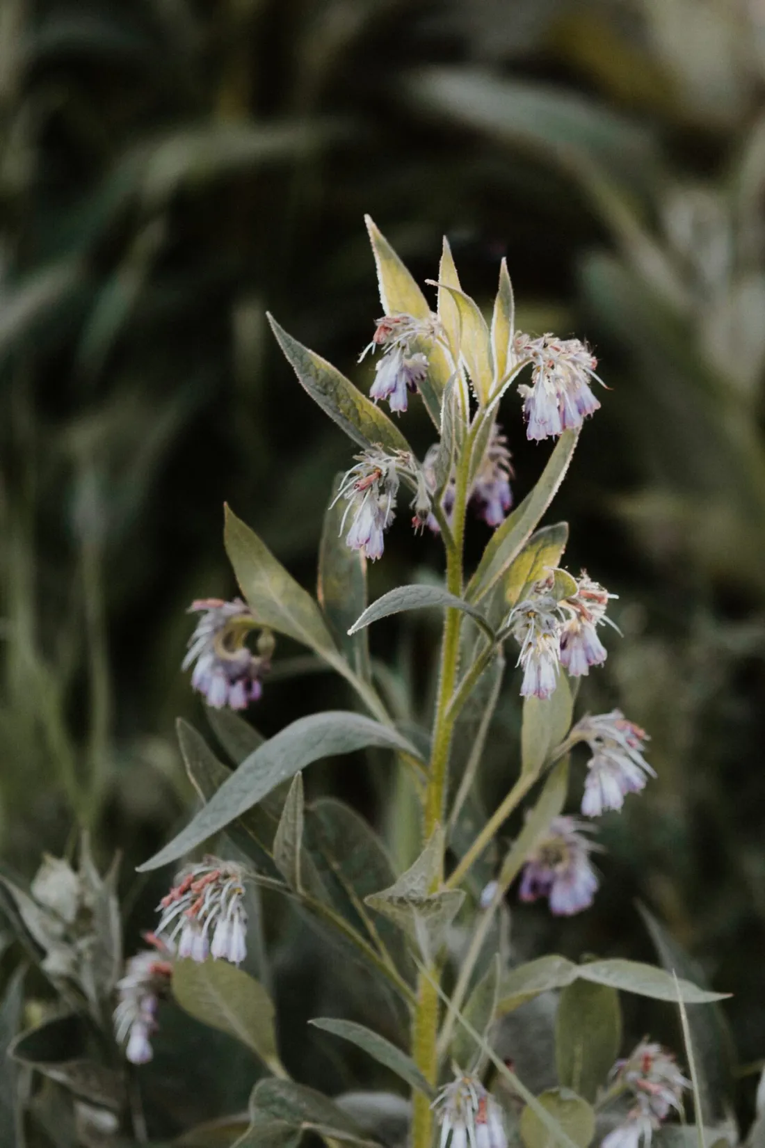 La consoude officinale