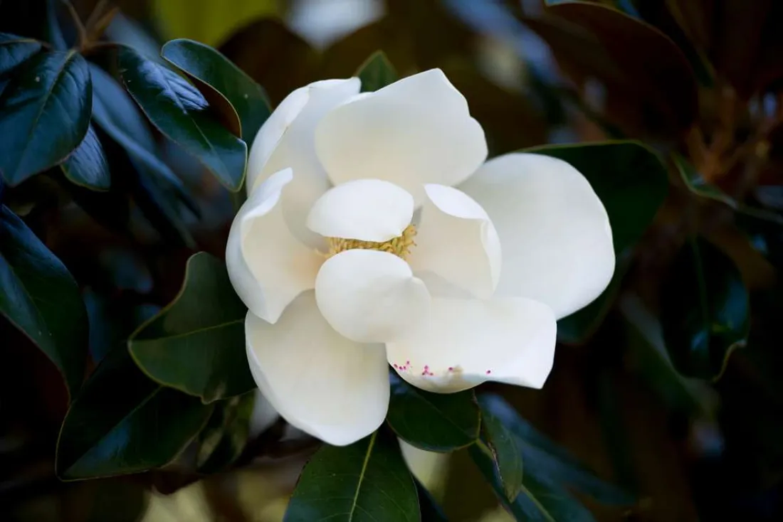 Magnolia grandiflora