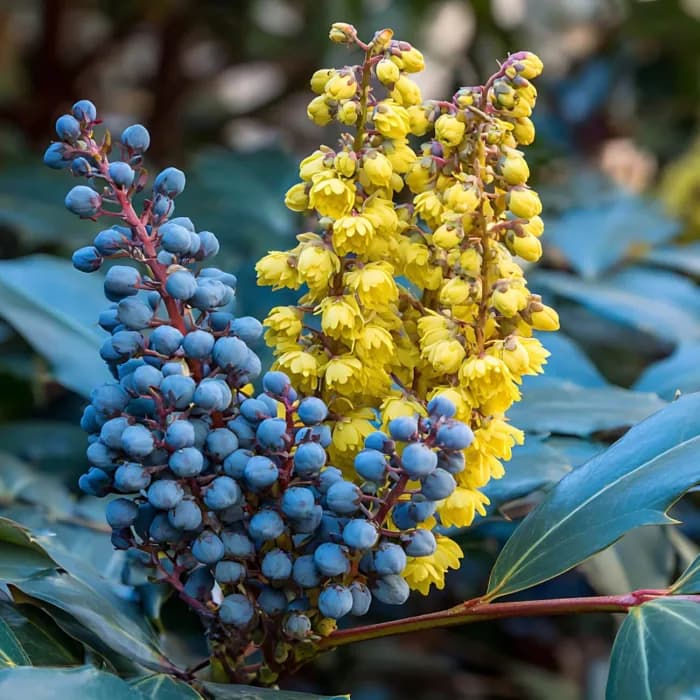 Mahonia exotique