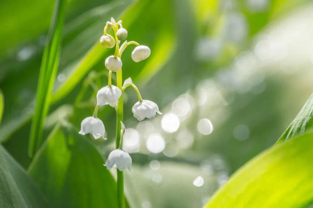 Le muguet