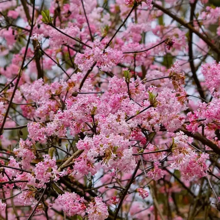 Le viburnum