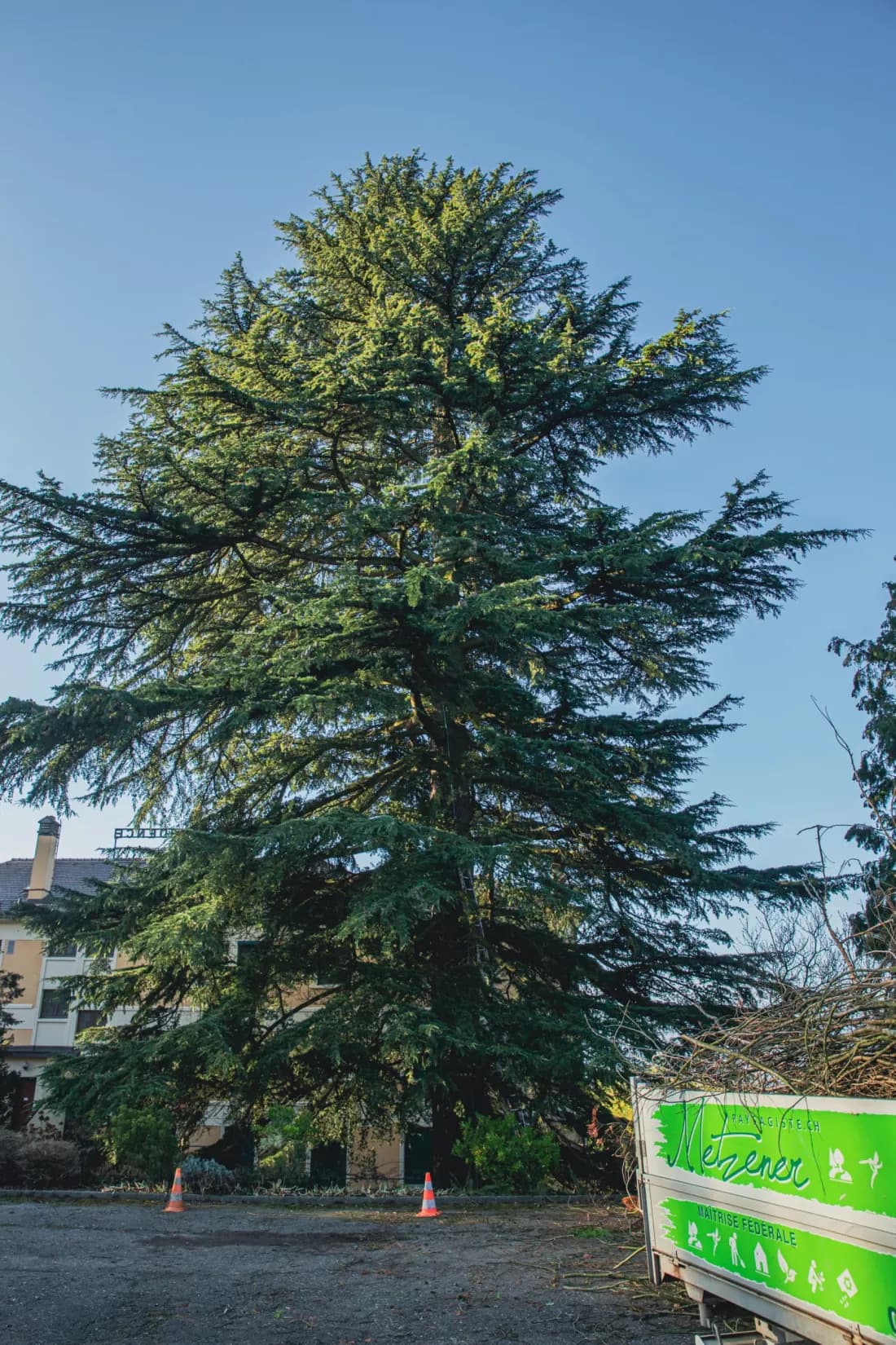 Soins aux grands arbres